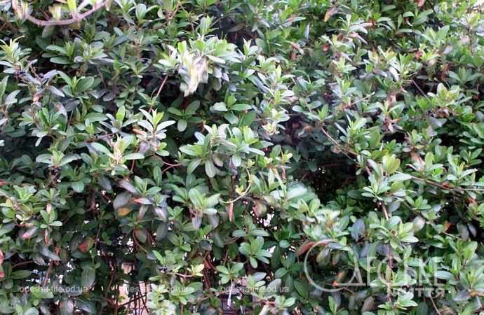 Одеса в березні