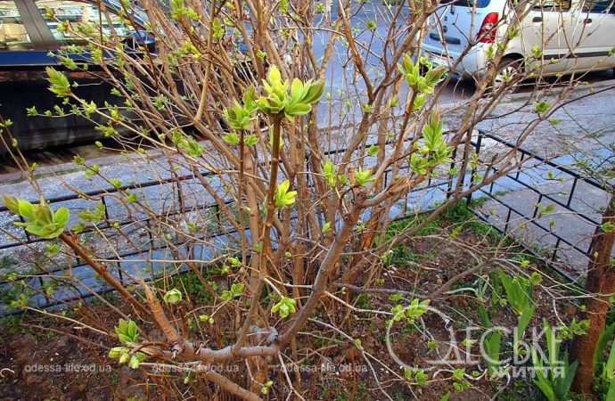 Одеса в березні