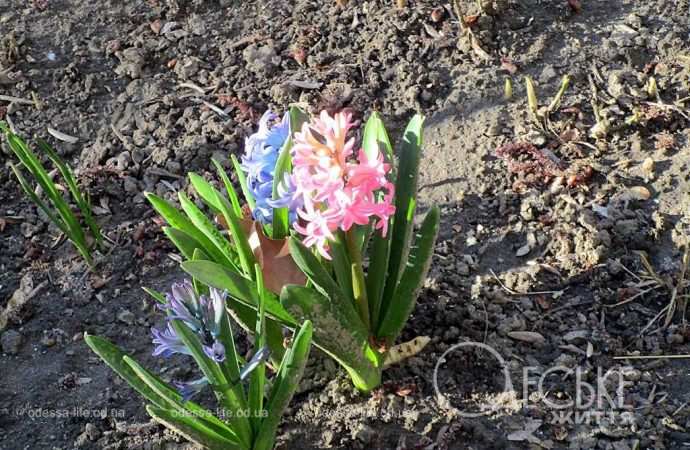 Одеса в березні