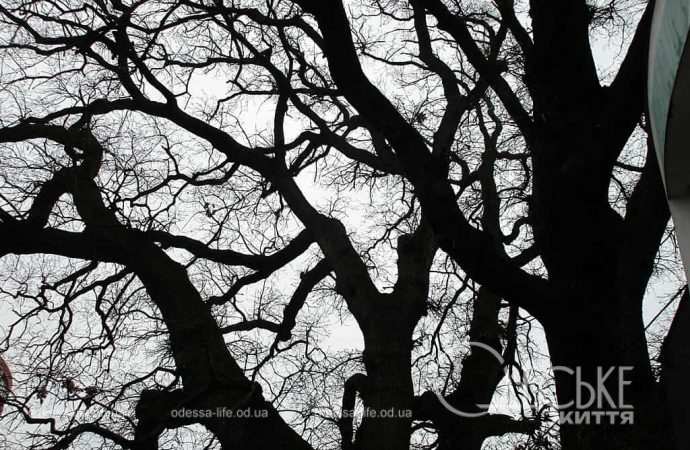 Проспект Шевченко, дуб