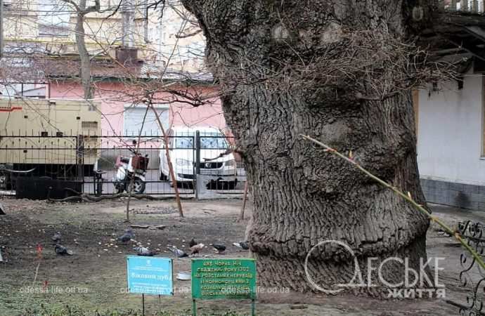 Самый старый одесский дуб