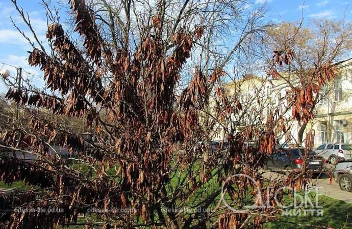 Проспект Українських Героїв - Олександрівський