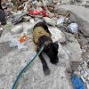 Одесские собаки-спасатели ищут под завалами людей: фото из разрушенного дома 