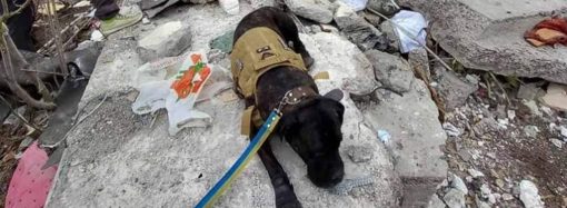 Одесские собаки-спасатели ищут под завалами людей: фото из разрушенного дома 
