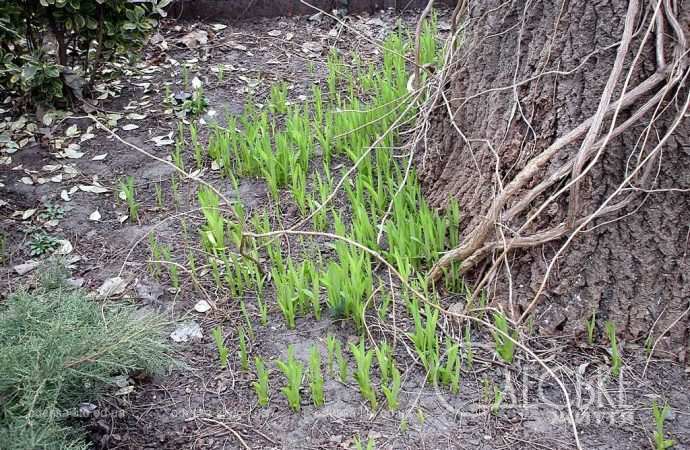 день в Горсаду