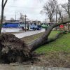 Наслідки негоди: в Одесі шторм повалив дерева, тисячі жителів області залишилися без світла