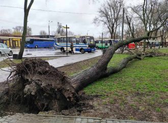 Последствия непогоды: в Одессе шторм повалил деревья, тысячи жителей области остались без света