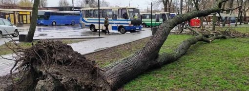 Наслідки негоди: в Одесі шторм повалив дерева, тисячі жителів області залишилися без світла