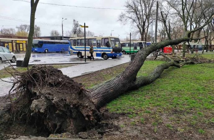Последствия непогоды: в Одессе шторм повалил деревья, тысячи жителей области остались без света