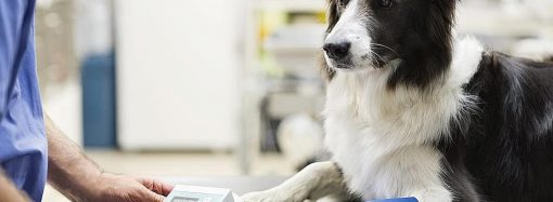 Як вибрати найкращу ветеринарну клініку в Одесі