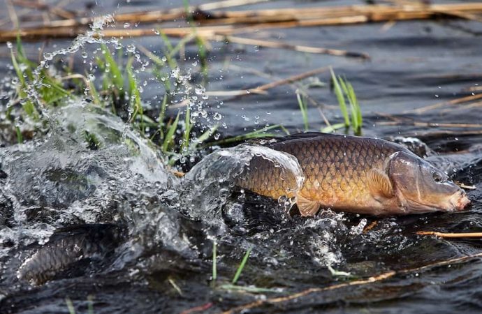 В реках и озерах Одесской области запретили ловить рыбу
