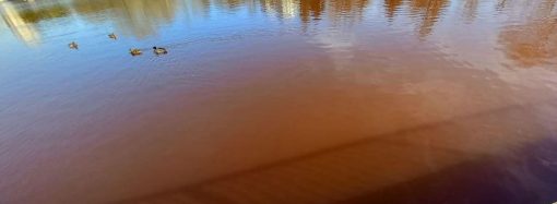 Коричнева вода в одеському парку Перемоги може бути небезпечною, – біолог (відео, доповнено)