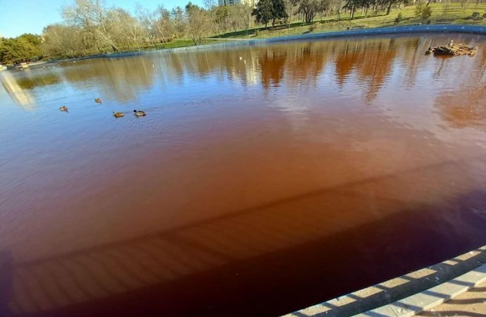Почему вода в прудах парка Победы стала коричневого цвета