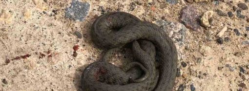 В Одеській області на чоловіка напала змія