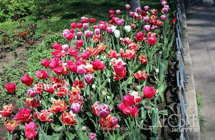 Тюльпаны в Одессе