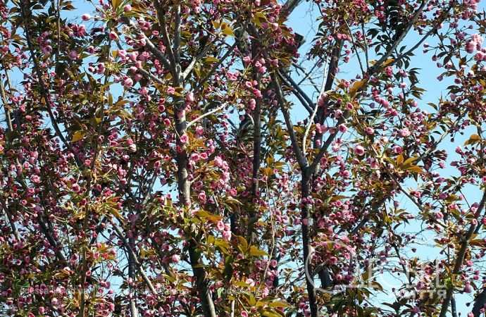 Апрель в Одессе, цветущее дерево