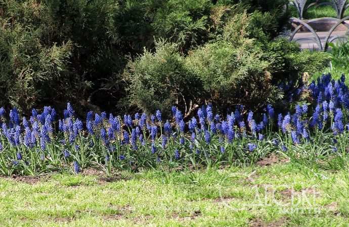 Апрель в Одессе, гиацинты