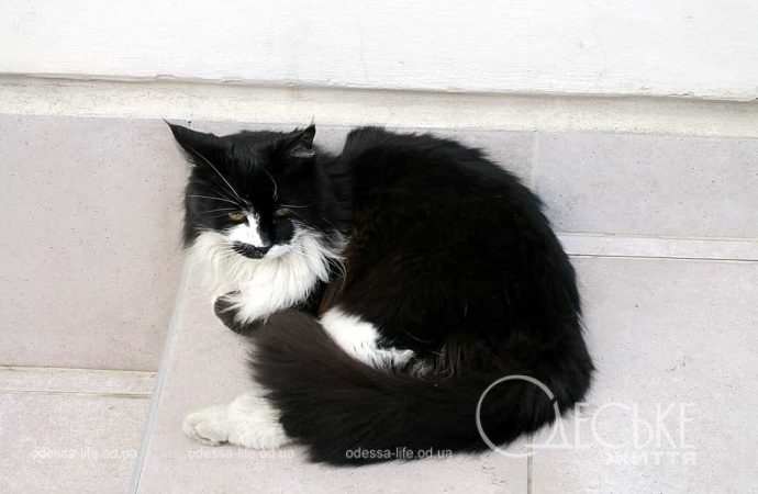 Апрель в Одессе, кошечка