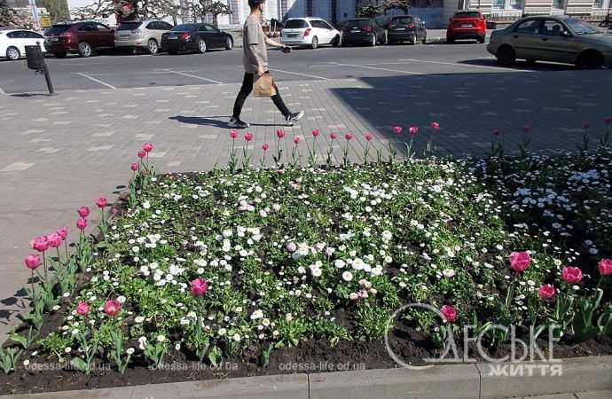 Апрель в Одессе, клумба
