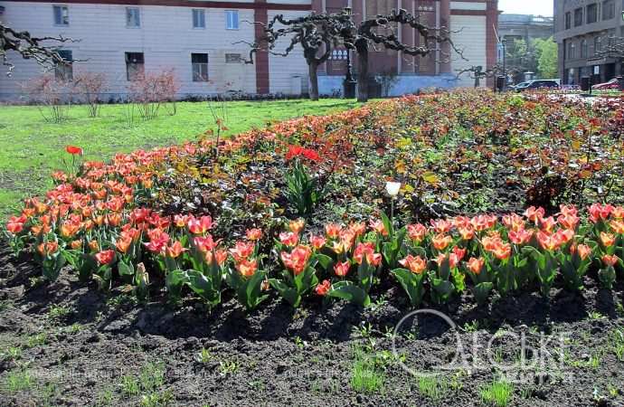 Одесские тюльпаны