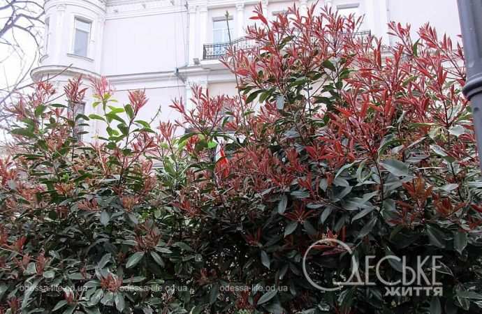 Апрель в Одессе, цветущий кустарник