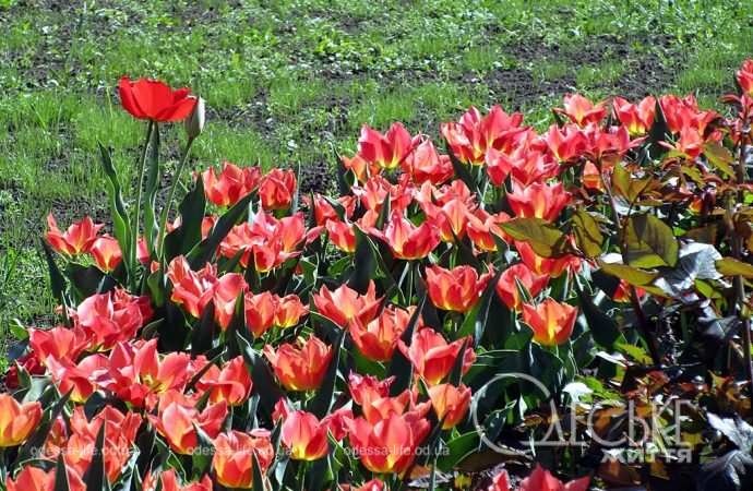 Апрель в Одессе, тюльпаны розовые