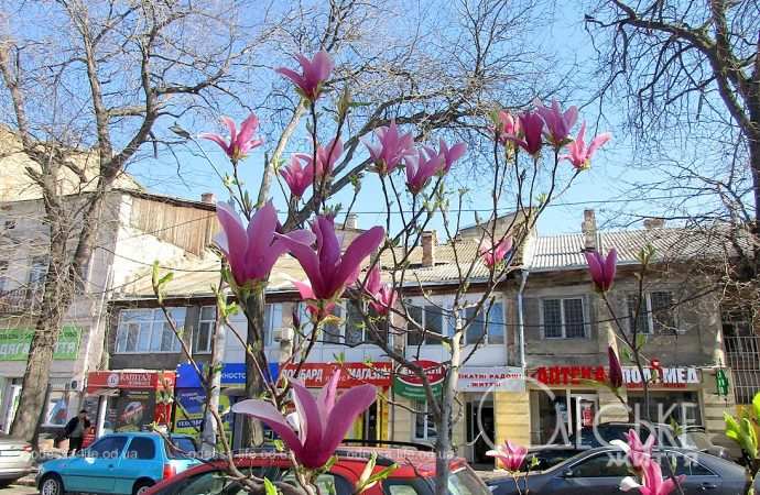Апрель в Одессе, магнолия
