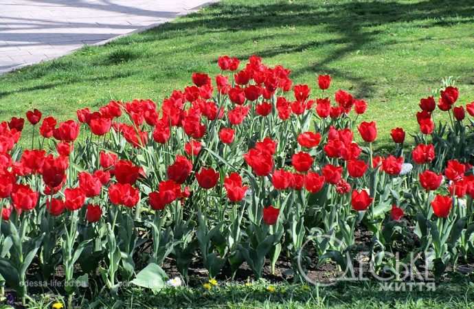 Одесса цветет: красные тюльпаны