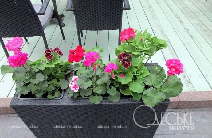 Апрель в Одессе, цветы