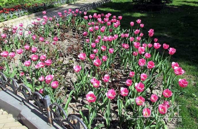 Одесские тюльпаны: розовые