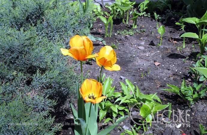 Одесские тюльпаны: желтые