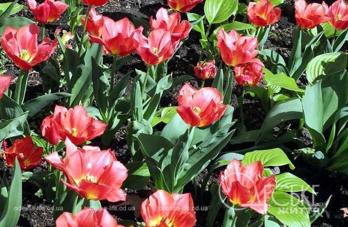 Одесские тюльпаны: красные