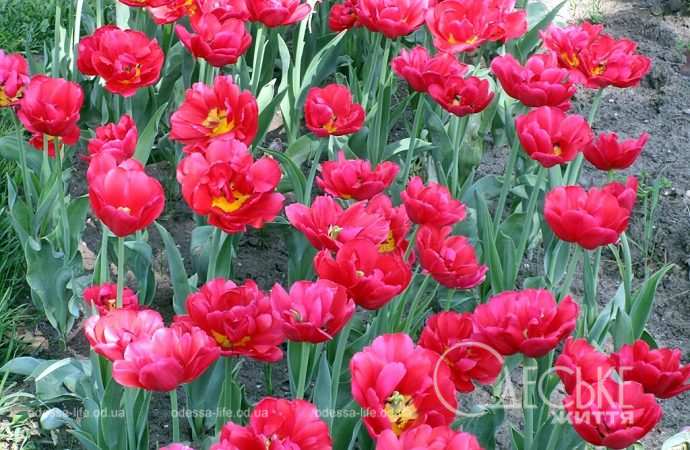 Одесские тюльпаны: малиновые