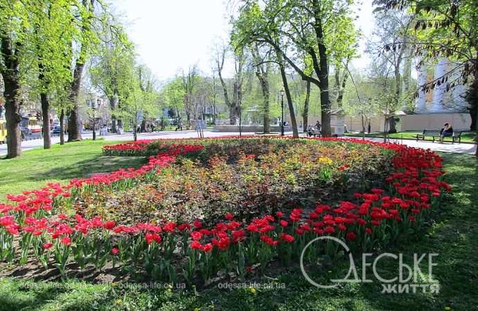 Одесские тюльпаны: клумба
