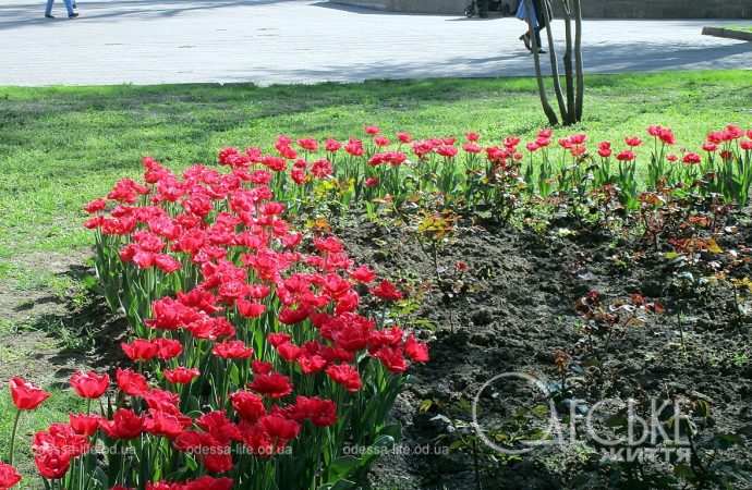Апрель в Одессе, клумба тюльпанов
