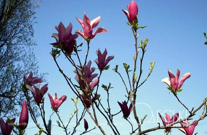 Магнолия в Одессе