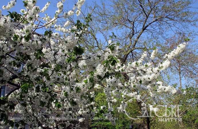 Одесса цветет, апрель 2024