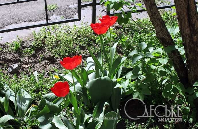 Апрель в Одессе, красные тюльпаны