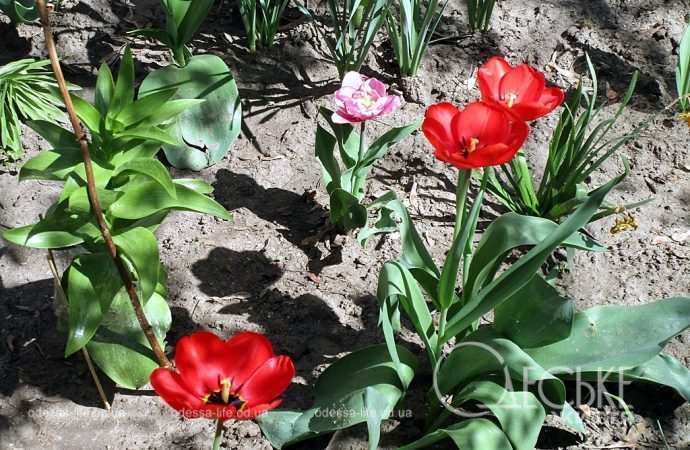 Тюльпаны в Одессе