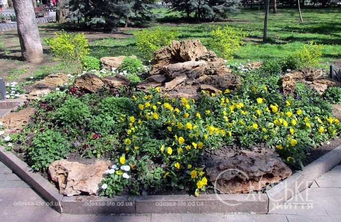 Одесса цветущая