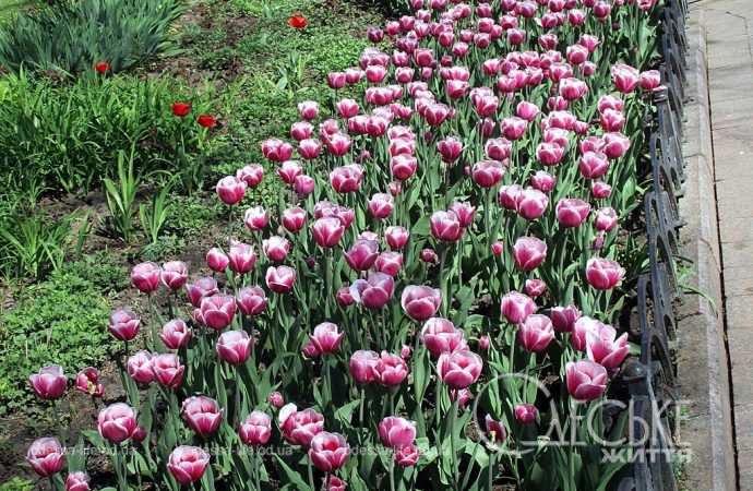 Апрель в Одессе, розовые тюльпаны
