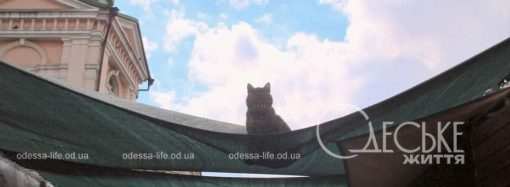 Кіт-талісман та ніжна реклама: сім миттєвостей одеського тижня