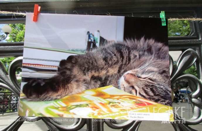 Фестиваль в Горсаду, котик