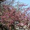Раньше обычного: в Одессе расцветают Иудины деревья (фоторепортаж)