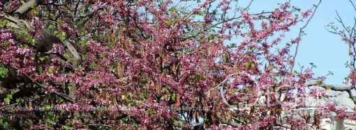 Раніше ніж зазвичай: в Одесі розквітають «дерева Юди» (фоторепортаж)