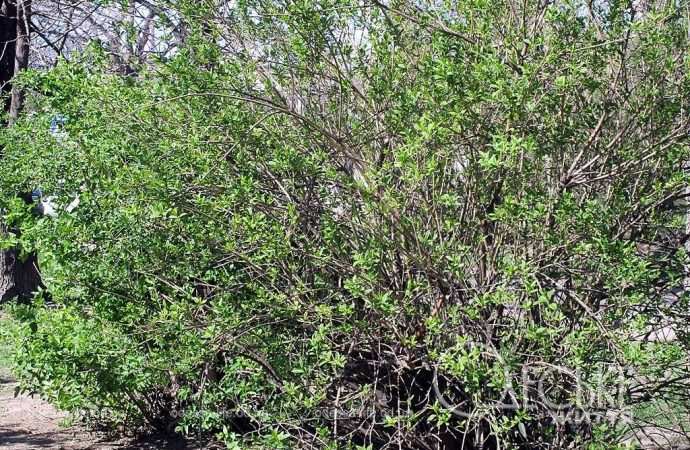 одесский сквер