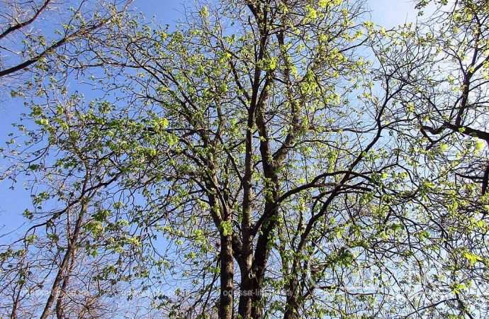 одесский сквер