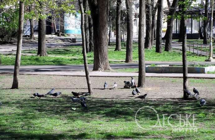 одесский сквер