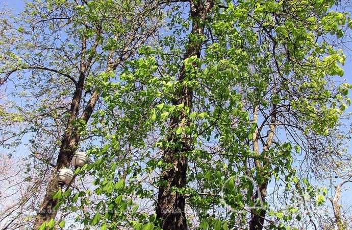 одесский сквер