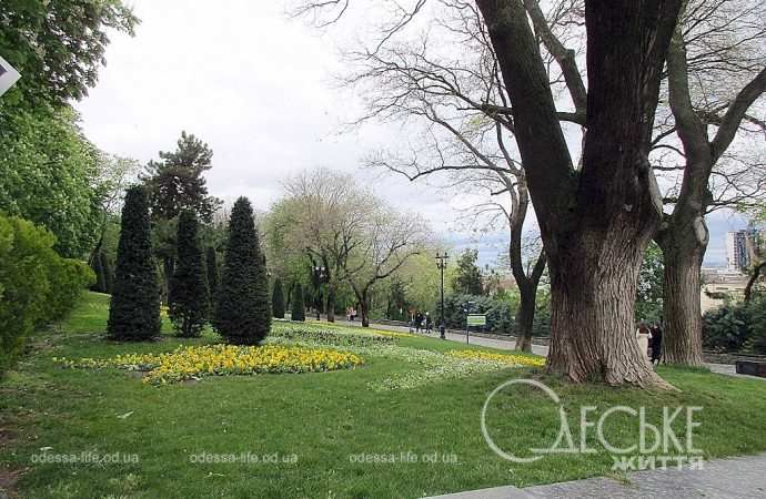 Стамбульский парк, деревья